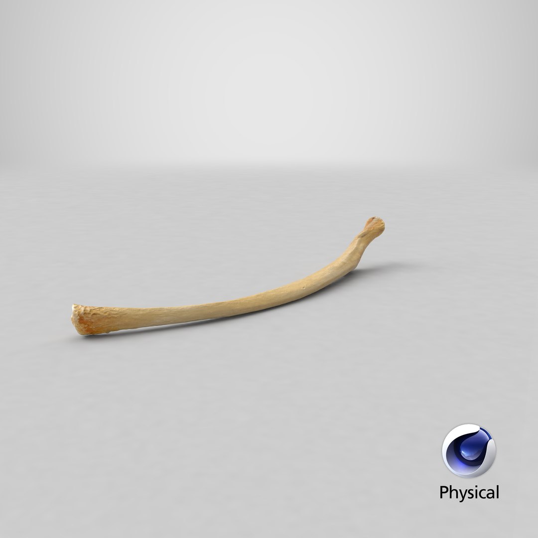 3D Kangaroo Red Necked Wallaby Rib T13 - TurboSquid 2068812