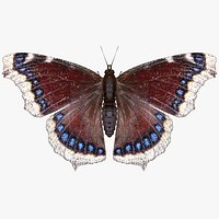 Mourning Cloak