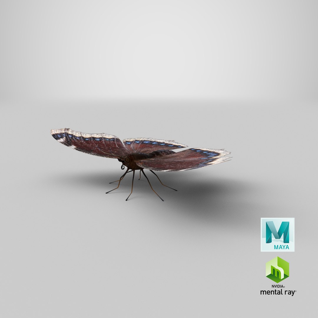 realistic mourning cloak 3D model https://p.turbosquid.com/ts-thumb/Hc/5lwkfV/DV6Xheso/stemcell_maya_mental_ray_render/png/1587625400/1920x1080/fit_q87/b8de59ae45357b5e6a6d116735f9aa38b6712fd7/stemcell_maya_mental_ray_render.jpg