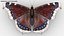 Mourning Cloak