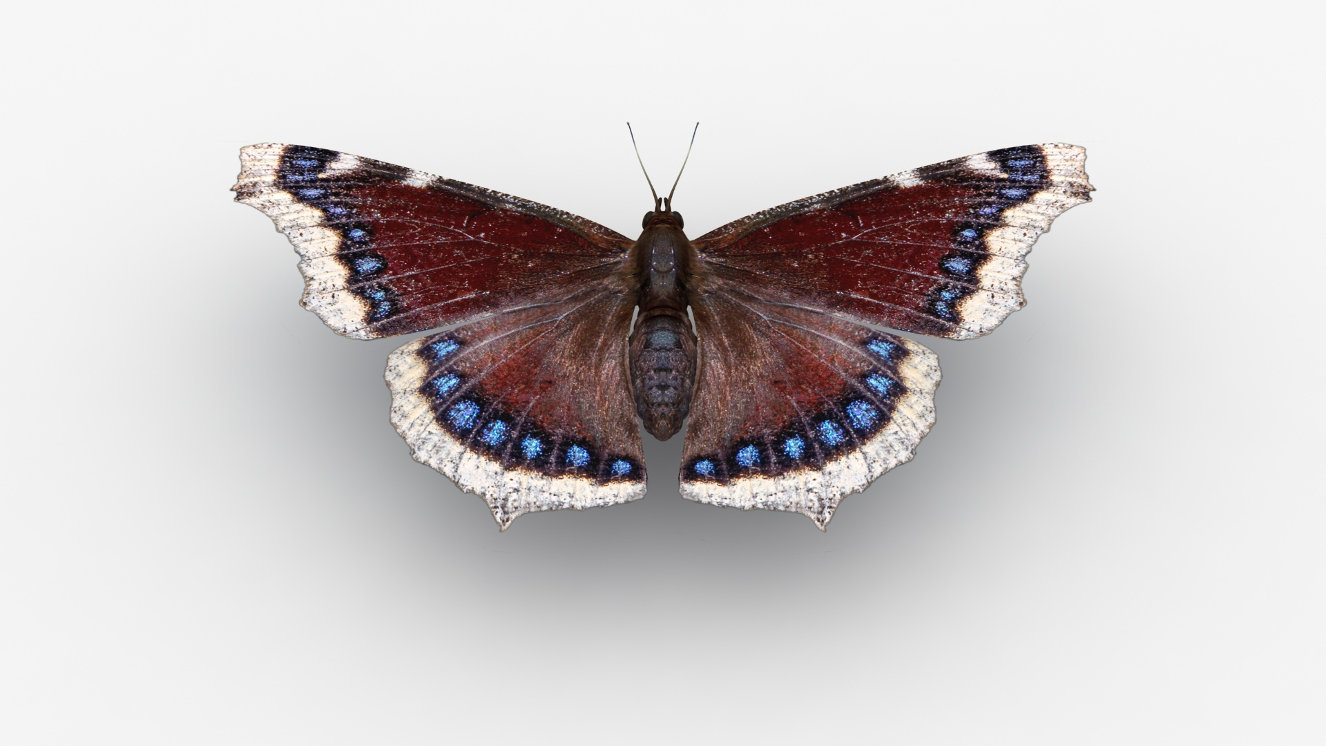 realistic mourning cloak 3D model https://p.turbosquid.com/ts-thumb/Hc/5lwkfV/caOd1hpj/mourningcloak_normal/jpg/1587215779/1920x1080/turn_fit_q99/151430bac44dd09e9f592de96e9cabee91c10b63/mourningcloak_normal-1.jpg