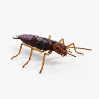 Earwig