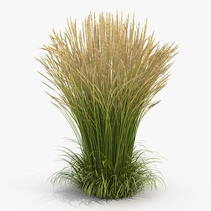 calamagrostis karl foerster grass model