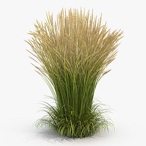 Calamagrostis Karl Foerster Grass