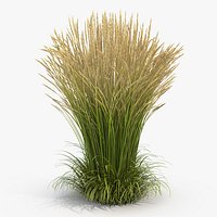 Calamagrostis Karl Foerster Grass
