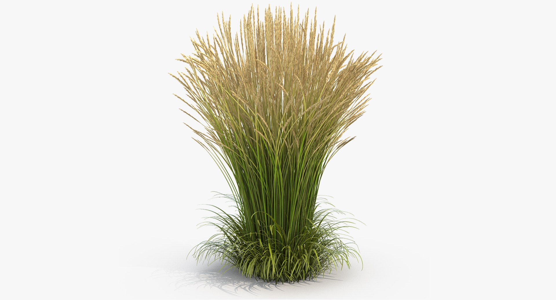 Calamagrostis Karl Foerster Grass 3D model preview