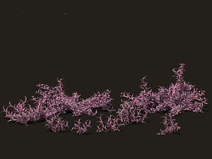 3D Tradescantia Pallida -Purple Heart Plant 01 model