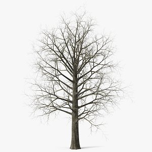 Leafless Bare Oak Tree