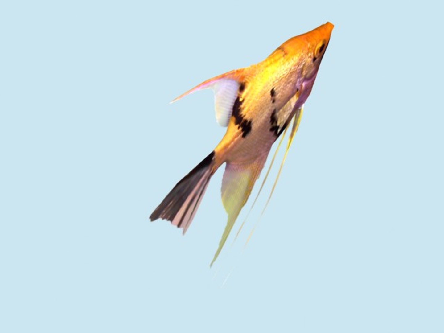 scalare 3d 3ds https://p.turbosquid.com/ts-thumb/Hc/Ej2nym/WxsHUd8t/scalare_4/jpg/1273645859/1920x1080/fit_q87/28228fbf8553799c0c252152271e15fa9d7434c6/scalare_4.jpg