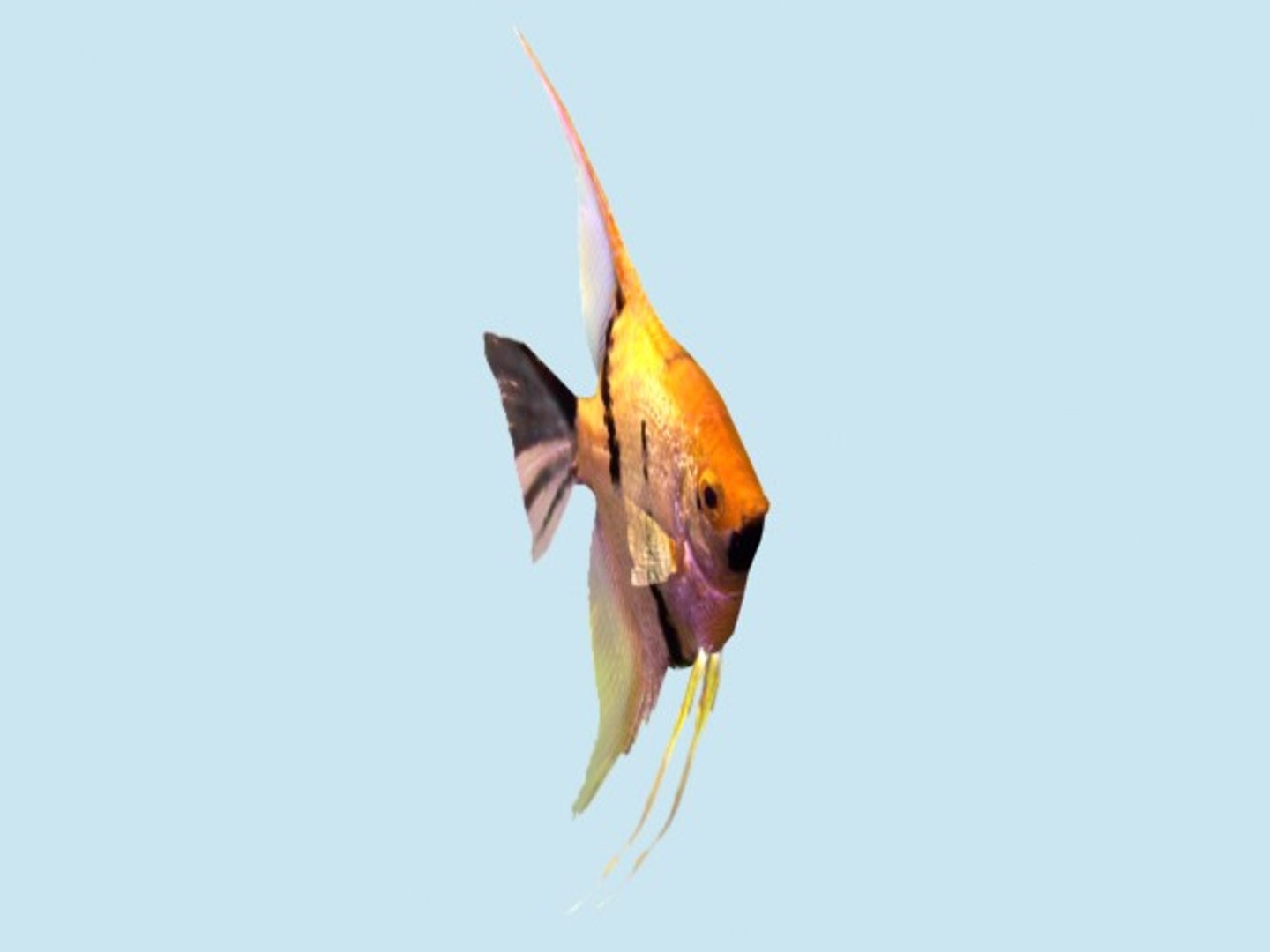 scalare 3d 3ds https://p.turbosquid.com/ts-thumb/Hc/Ej2nym/XSCO4INY/scalare_3/jpg/1273645852/1920x1080/fit_q87/a27c5473017bb13f89229613bec966b274a201ff/scalare_3.jpg
