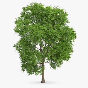 3d wild service tree 9 model