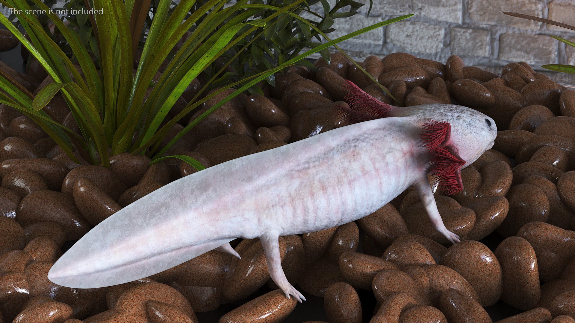 Albino Melanoid Axolotl 3D Model TurboSquid 2210060