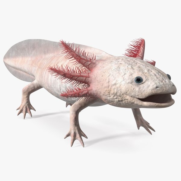 Albino Melanoid Axolotl 3D model