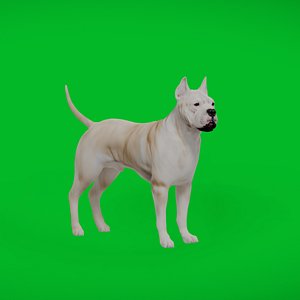 3D Dogo Argentino Dog model