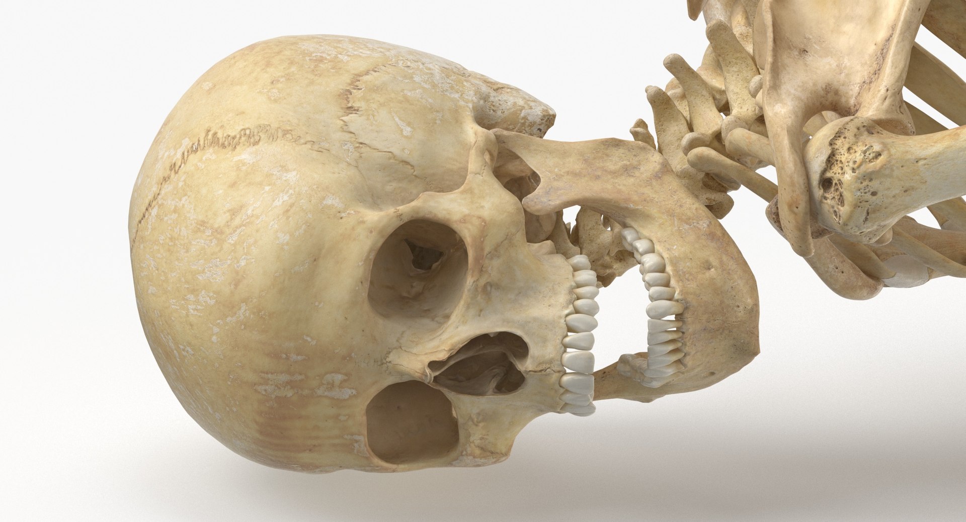 Real Human Female Skeleton Pose 89 3D model https://p.turbosquid.com/ts-thumb/Hc/elx8ri/41/real_human_female_skeleton_pose_89_thumbnail_0004/jpg/1639583611/1920x1080/fit_q87/0d37d68e6abdfa6e8ba9d589e28e9e4d9e768edf/real_human_female_skeleton_pose_89_thumbnail_0004.jpg