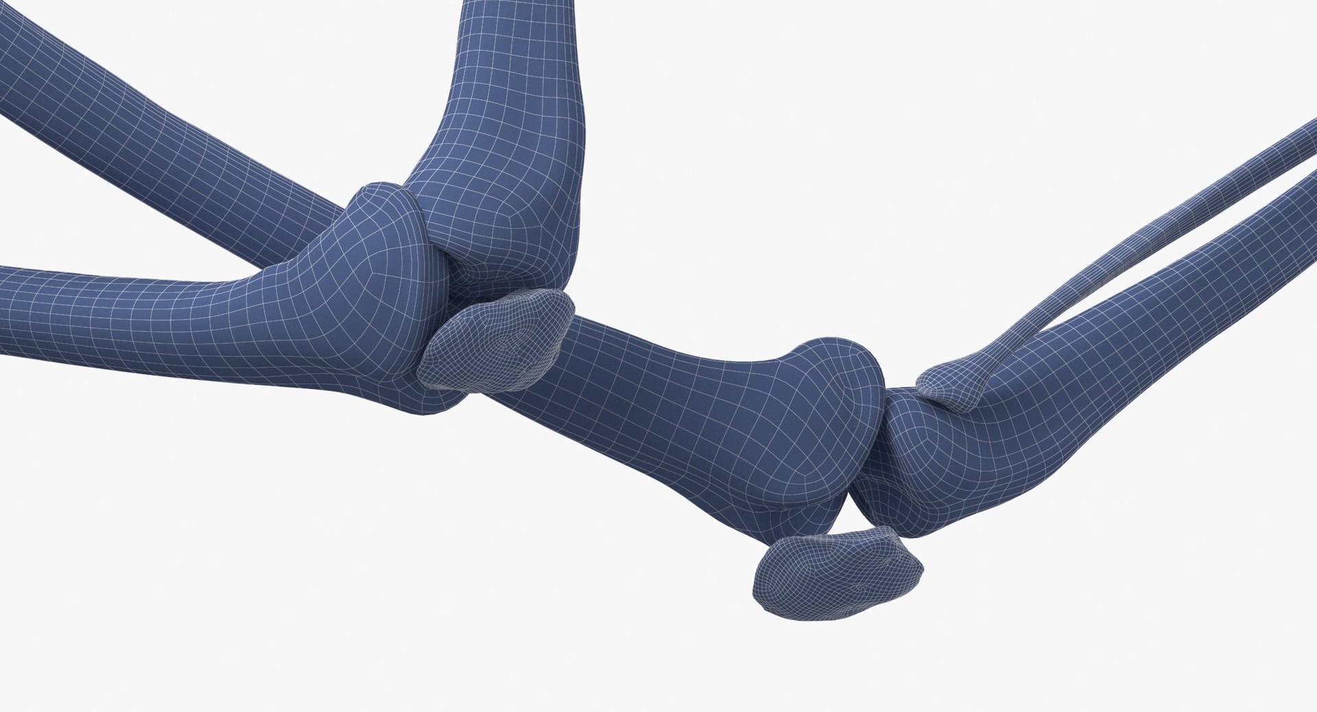 Real Human Female Skeleton Pose 89 3D model https://p.turbosquid.com/ts-thumb/Hc/elx8ri/Im/real_human_female_skeleton_pose_89_wireframe_0016/jpg/1639583611/1920x1080/fit_q87/bf0896b764c1f54907f6b54c9aed296172ab178c/real_human_female_skeleton_pose_89_wireframe_0016.jpg