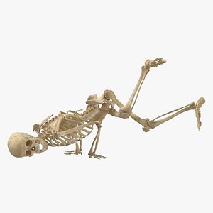 Real Human Female Skeleton Pose 89 3D model