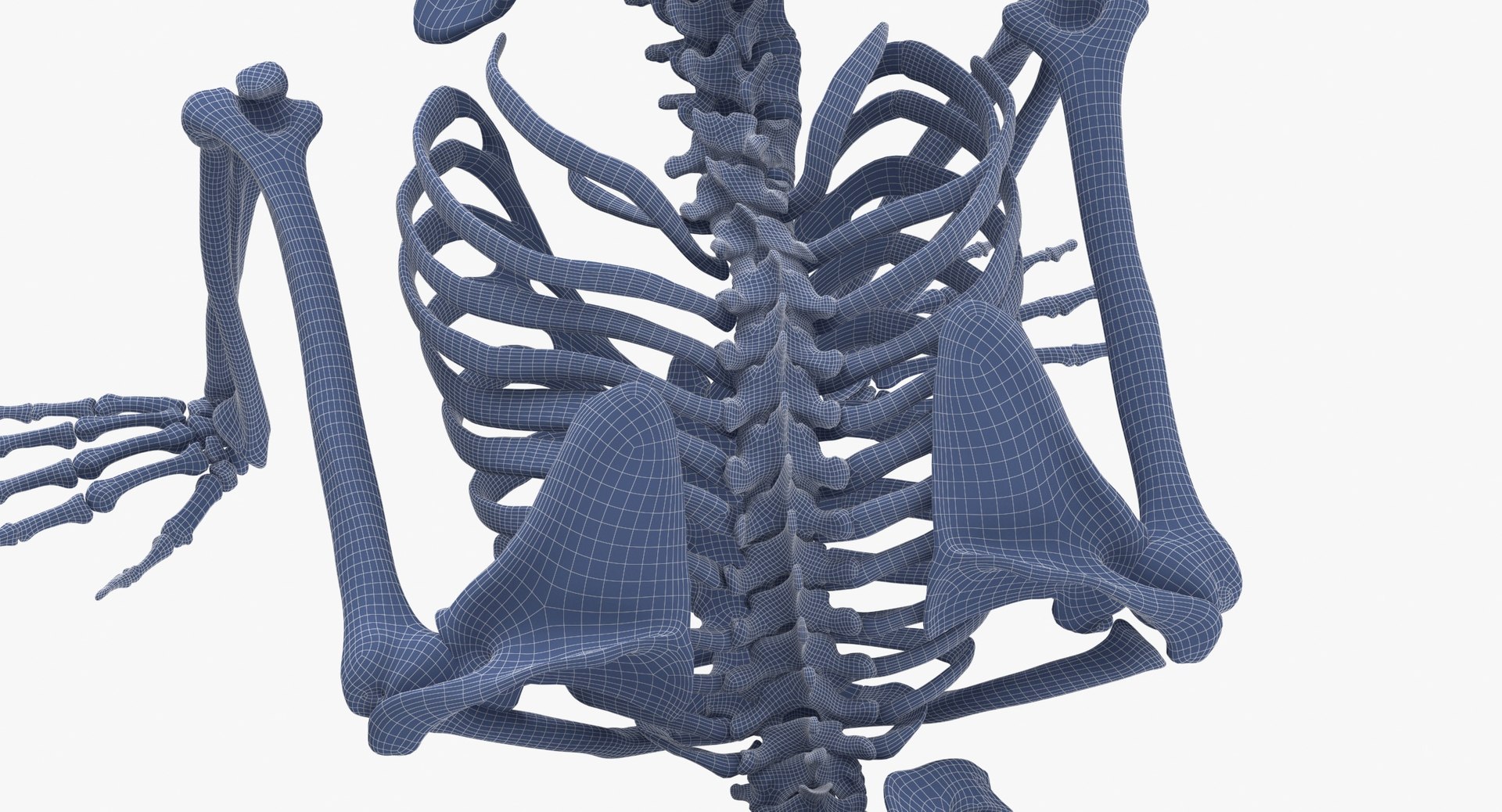 Real Human Female Skeleton Pose 89 3D model https://p.turbosquid.com/ts-thumb/Hc/elx8ri/Xn/real_human_female_skeleton_pose_89_wireframe_0007/jpg/1639583614/1920x1080/fit_q87/9a9ab8111eb7db358c7ed3a906c43f580fa11360/real_human_female_skeleton_pose_89_wireframe_0007.jpg