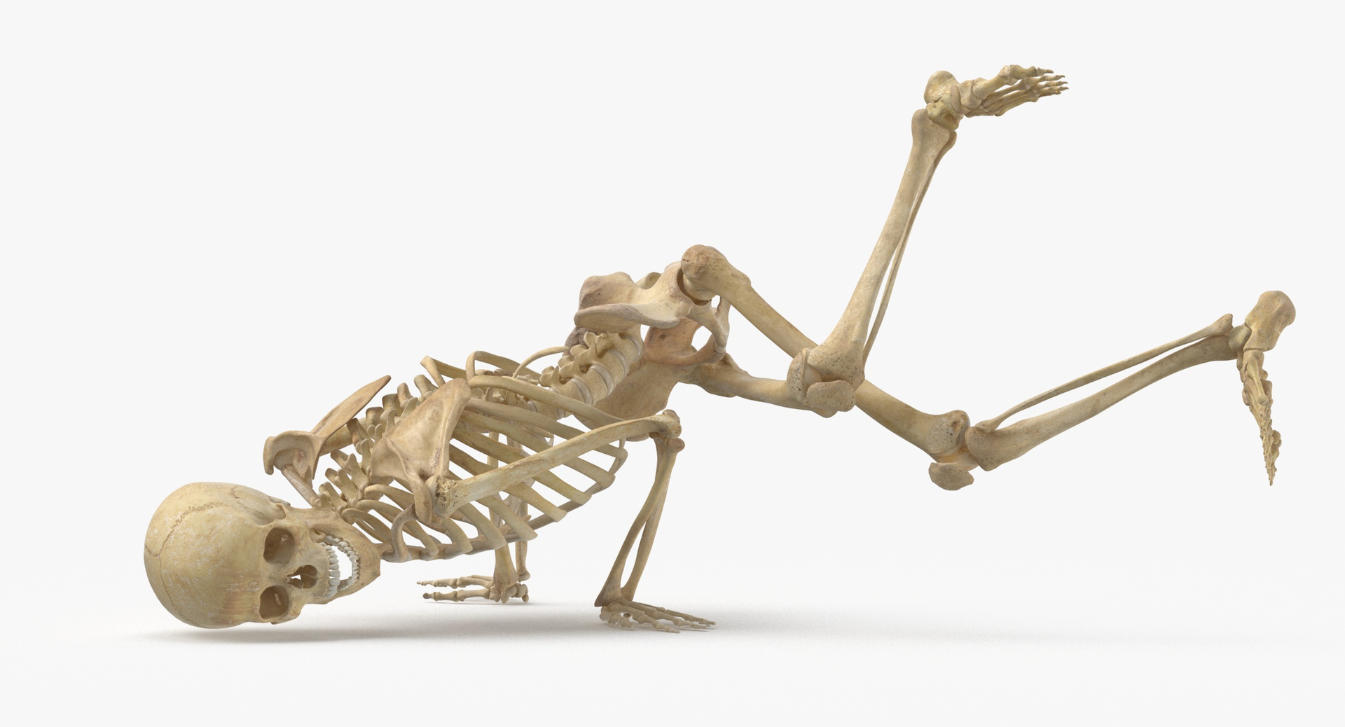 Real Human Female Skeleton Pose 89 3D model https://p.turbosquid.com/ts-thumb/Hc/elx8ri/tb/0000/jpg/1639583748/1920x1080/turn_fit_q99/daa55890b5f51d99a2457a7ccfb4a6d2c00fd443/0000-1.jpg