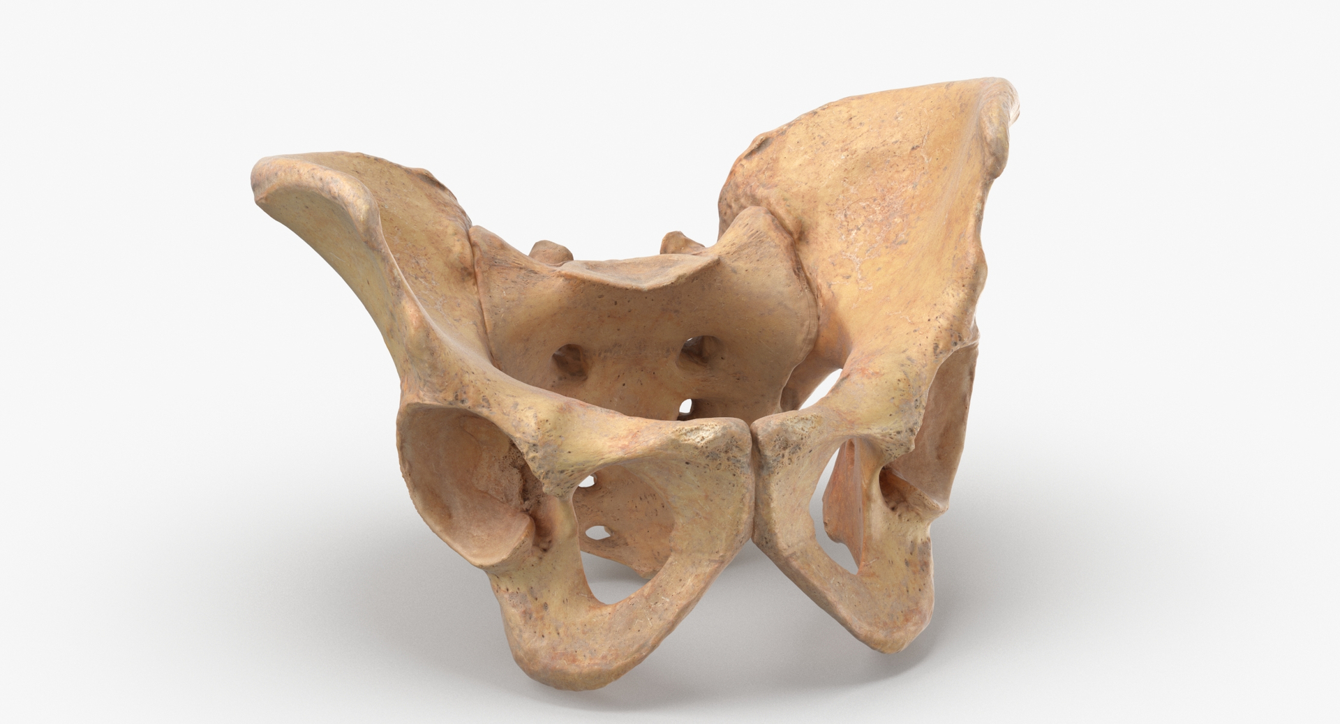 Real Human Female Skeleton Pose 89 3D model https://p.turbosquid.com/ts-thumb/Hc/elx8ri/uE/0020/jpg/1639539334/1920x1080/turn_fit_q99/ddbc03ab3e8db579ce1875884cd4a94fc0e7b270/0020-1.jpg