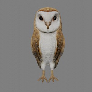 3D model Rigged Barn Owl Low Poly