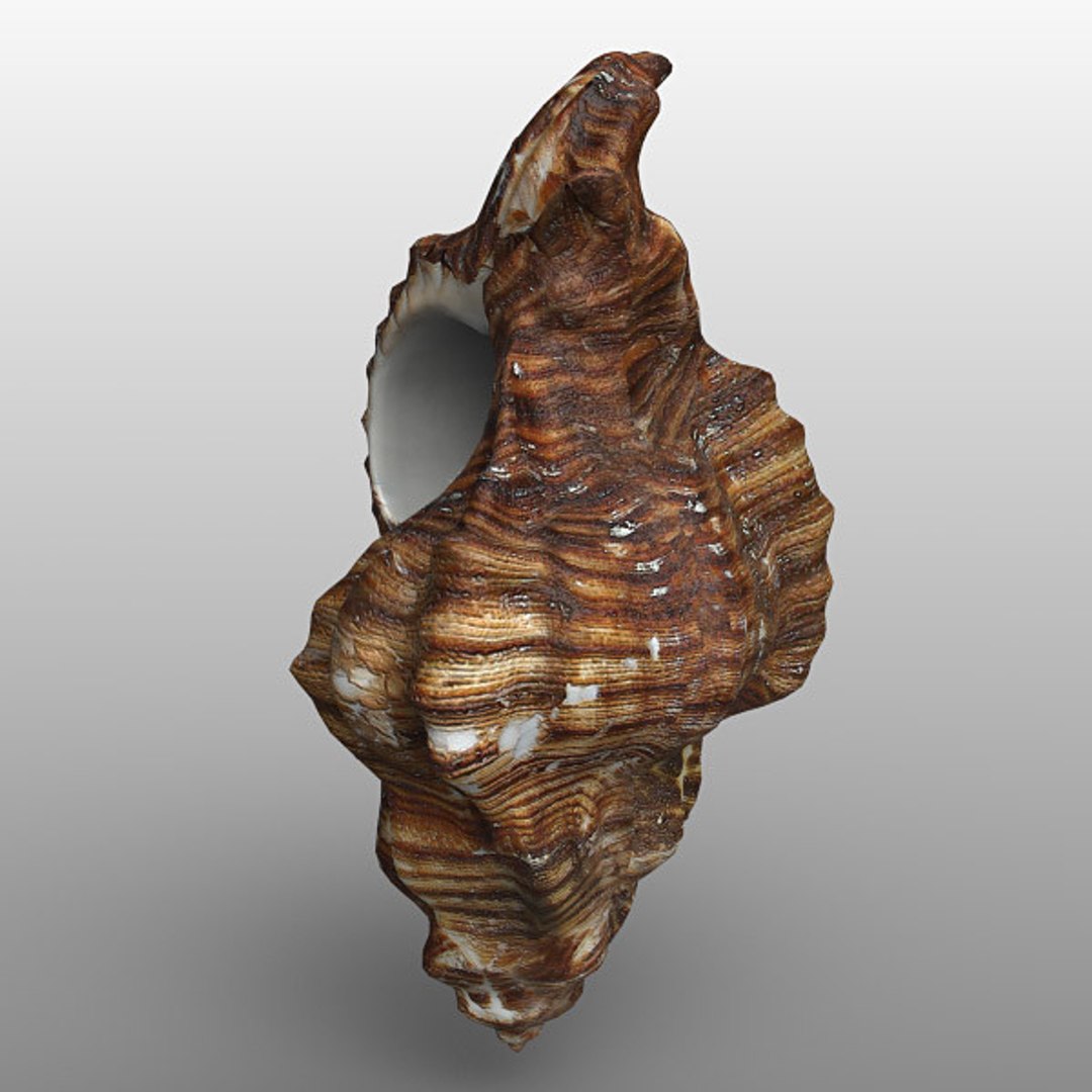 seashell sea shell 3ds