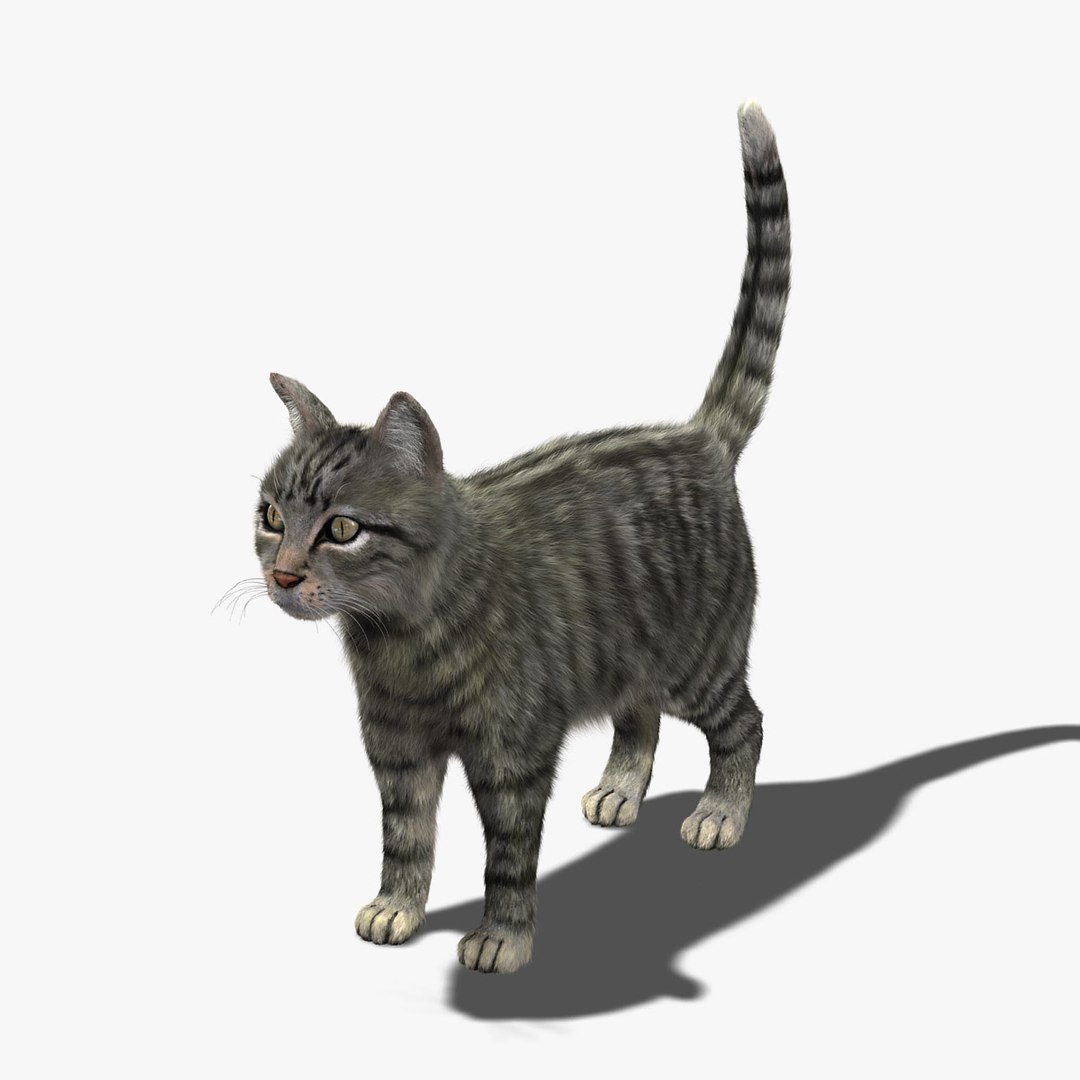 Cat Mackerel Tabby Fur 3d Model