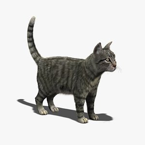cat mackerel tabby fur 3d model