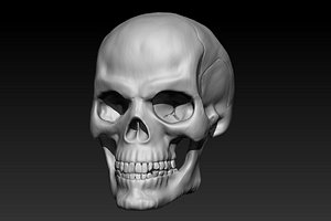 human skull model