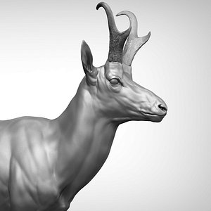 3D pronghorn antelope antilocapra americana