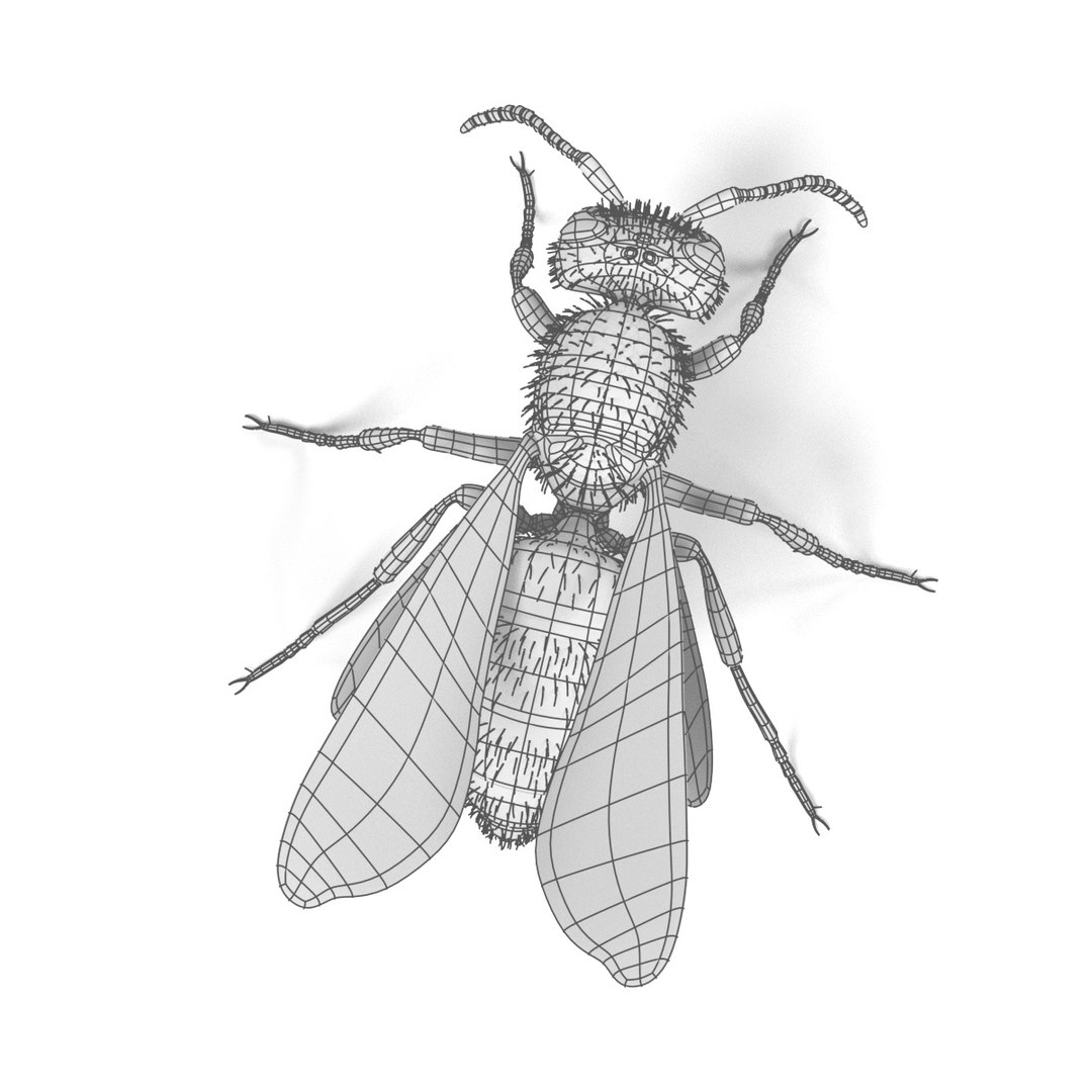 Vespula Vulgaris 3ds