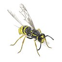 Vespula Vulgaris