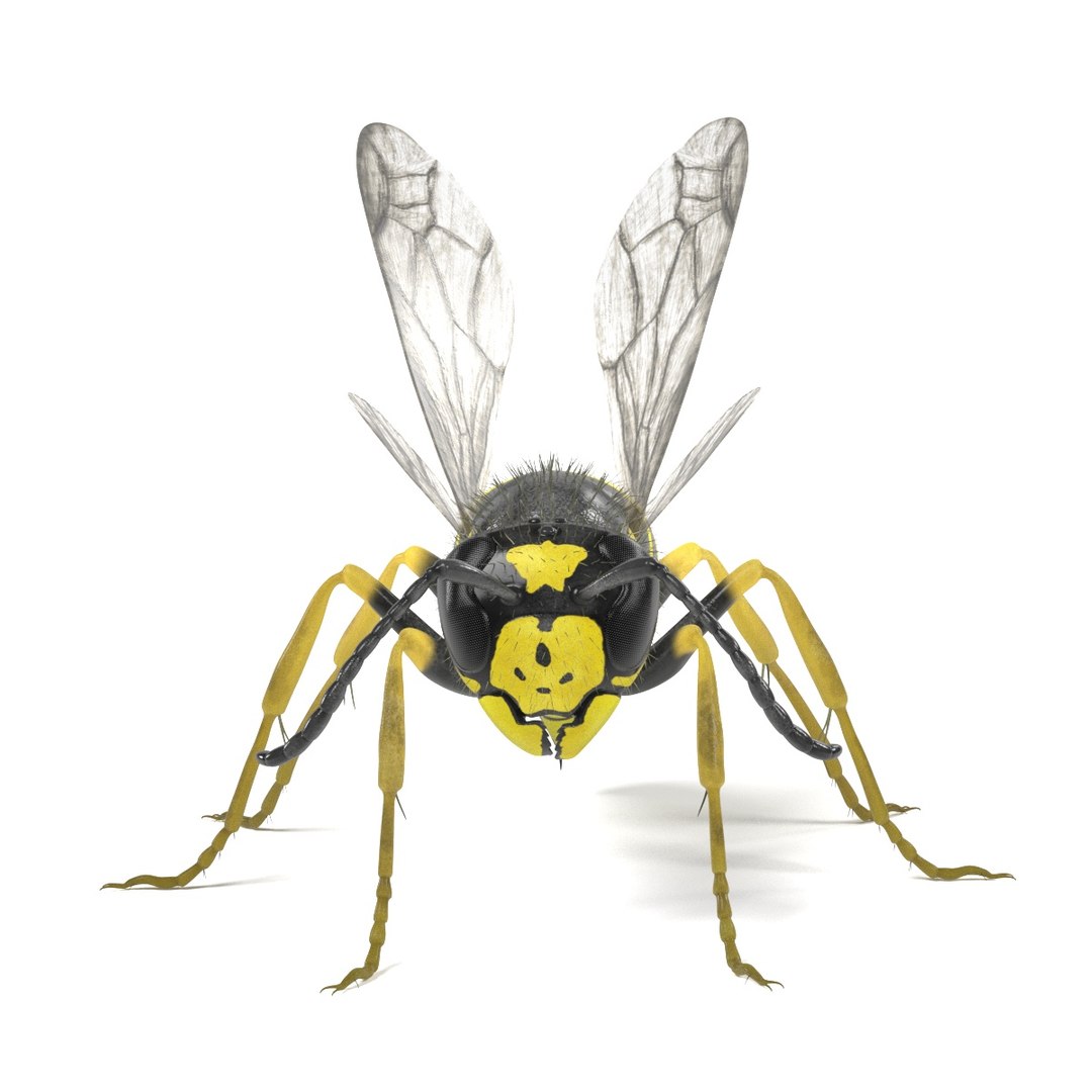 Vespula Vulgaris 3ds