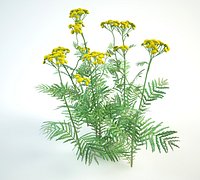 tansy set Tanacetum vulgare