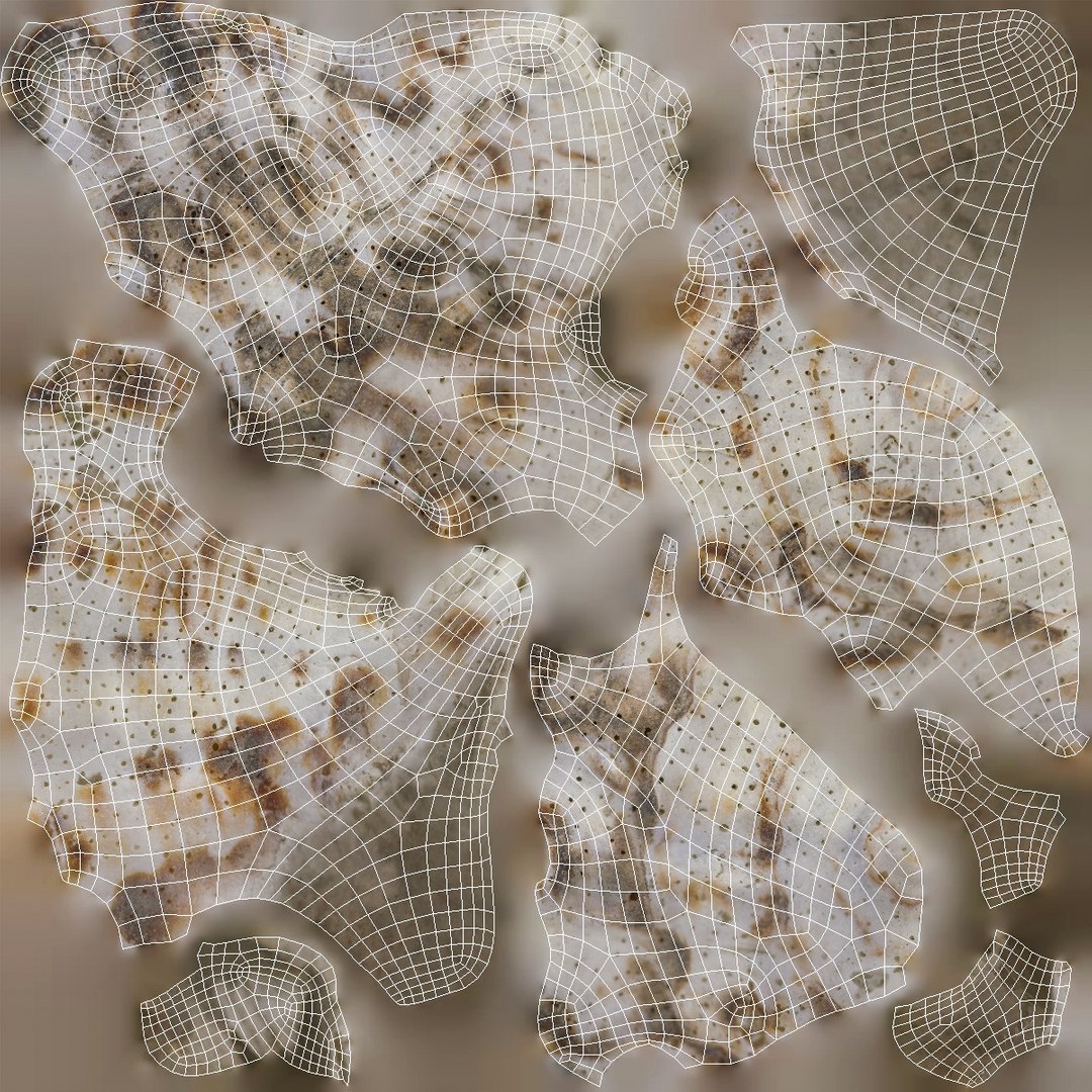 3D sea shell https://p.turbosquid.com/ts-thumb/Hd/eXbqf2/LTdCAHe2/seashell24_uv2/jpg/1491914751/1920x1080/fit_q87/19cb2e91dffcc729fe5a9bccc2c5d07df59f987c/seashell24_uv2.jpg