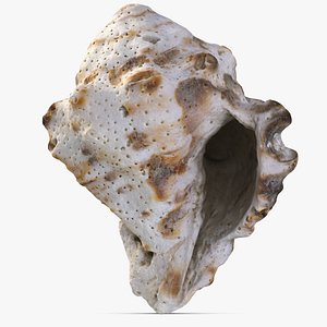 Sea Shell 24