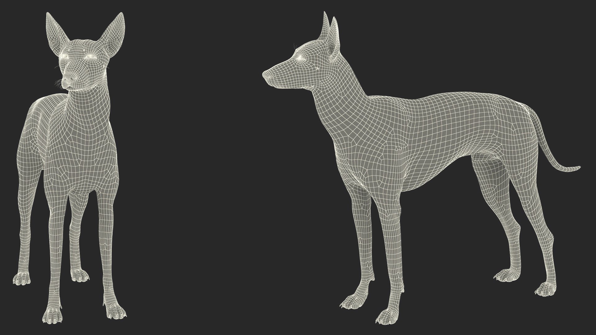 Mexican Hairless Dog Xolo Fur model https://p.turbosquid.com/ts-thumb/Hd/iwBzyM/6W/mexicanhairlessdogxolofurc4dmodel019/jpg/1686266049/1920x1080/fit_q87/68d796b8ffa5be5d3cea369ae63c1d26078a6829/mexicanhairlessdogxolofurc4dmodel019.jpg