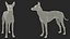 Mexican Hairless Dog Xolo Fur