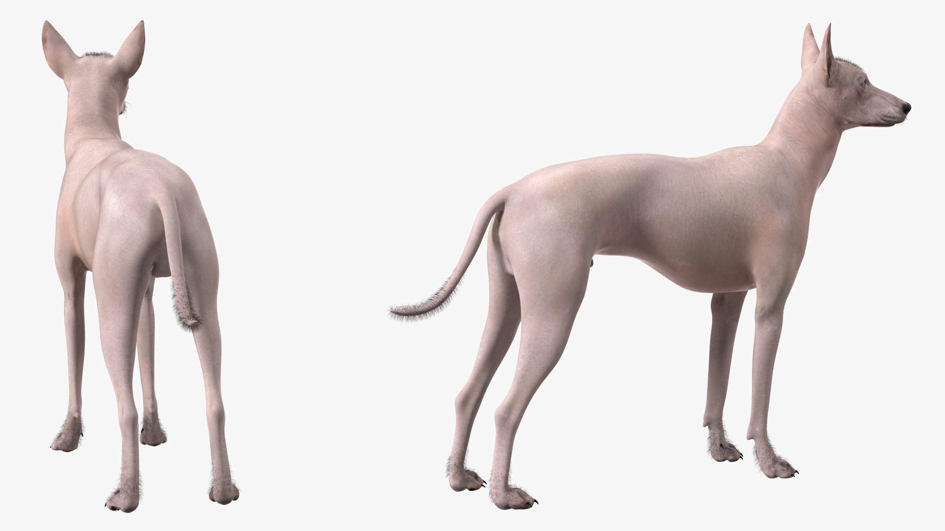 Mexican Hairless Dog Xolo Fur model https://p.turbosquid.com/ts-thumb/Hd/iwBzyM/6c/mexicanhairlessdogxolofurc4dmodel009/jpg/1686266014/1920x1080/fit_q87/b79e234fb9a3c3c62d6787e954859e713e0880dd/mexicanhairlessdogxolofurc4dmodel009.jpg