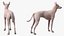 Mexican Hairless Dog Xolo Fur