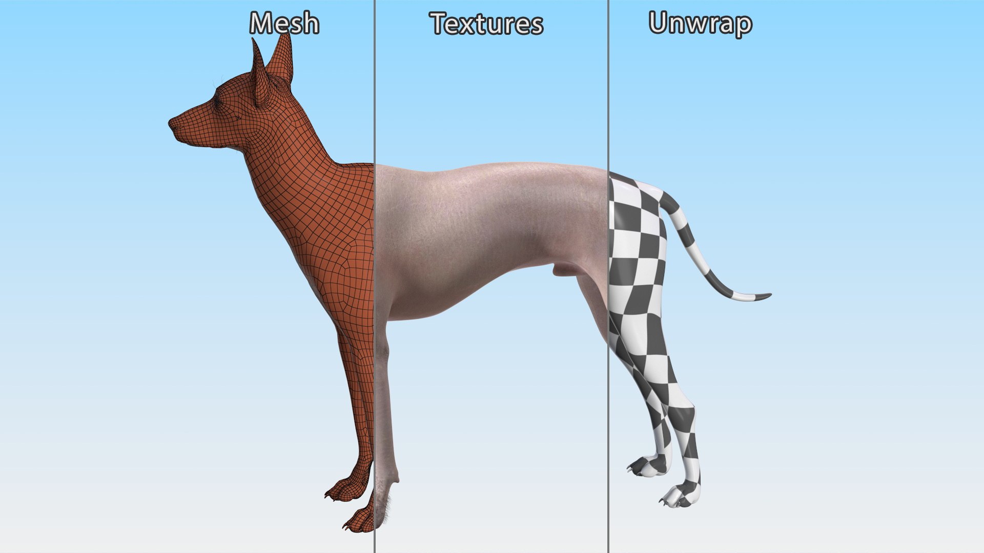 Mexican Hairless Dog Xolo Fur model https://p.turbosquid.com/ts-thumb/Hd/iwBzyM/BI/mexicanhairlessdogxolofurc4dmodel014/jpg/1686266031/1920x1080/fit_q87/78f8d97e3fc01c64beb3cea9331cbdc2919af3ec/mexicanhairlessdogxolofurc4dmodel014.jpg