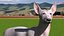 Mexican Hairless Dog Xolo Fur