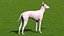 Mexican Hairless Dog Xolo Fur
