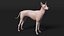 Mexican Hairless Dog Xolo Fur