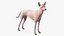 Mexican Hairless Dog Xolo Fur