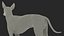 Mexican Hairless Dog Xolo Fur