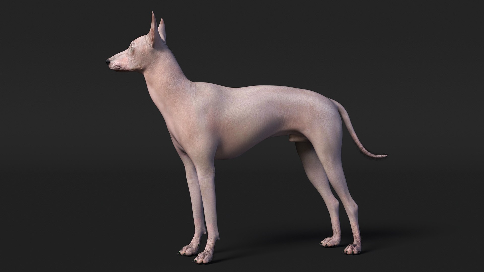 Mexican Hairless Dog Xolo Fur model https://p.turbosquid.com/ts-thumb/Hd/iwBzyM/ZN/mexicanhairlessdogxolofurc4dmodel007/jpg/1686266008/1920x1080/fit_q87/6ae7ea772c3e35f18a7c992d4dee53be0bafd3a7/mexicanhairlessdogxolofurc4dmodel007.jpg