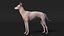 Mexican Hairless Dog Xolo Fur