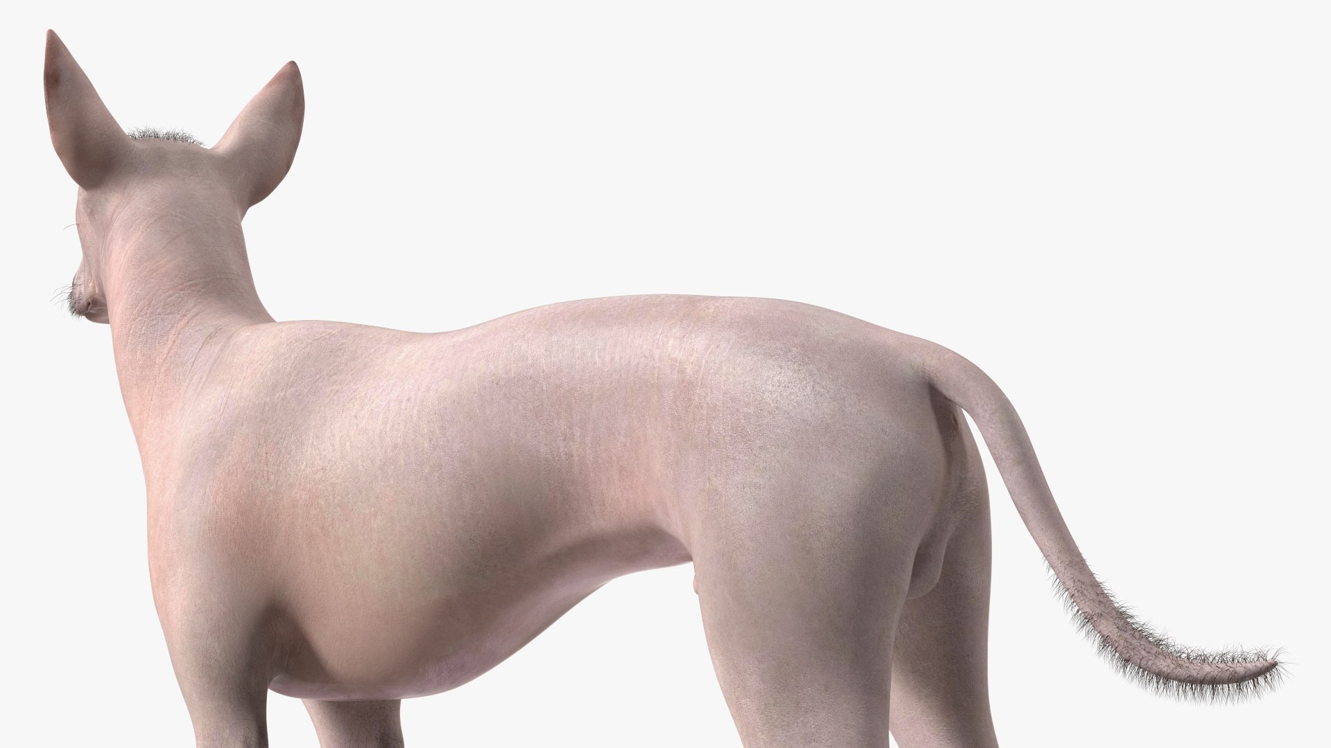 Mexican Hairless Dog Xolo Fur model https://p.turbosquid.com/ts-thumb/Hd/iwBzyM/eM/mexicanhairlessdogxolofurc4dmodel013/jpg/1686266028/1920x1080/fit_q87/906ad9cbfdf8a9e84ff46ca8d36c2a0d6f3f6b79/mexicanhairlessdogxolofurc4dmodel013.jpg