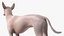 Mexican Hairless Dog Xolo Fur